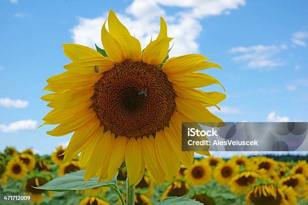 Sonnenblume Stockfoto und mehr Bilder von Blau - Blau, Blume, Blumenmuster