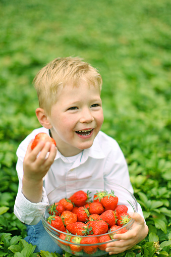 A happy little boy sitting in the green field outdoors is smiling as he is eating a fresh strawberry from the bowl he is holding. The bowl is full of fresh strawberries.