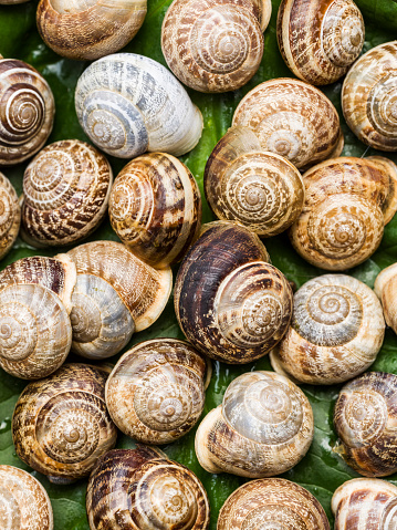 Large group of live snails. High angle view, studio shot. Square composition, full frame