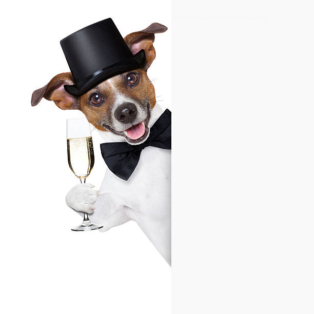 pies opiekania - butler champagne service waiter zdjęcia i obrazy z banku zdjęć