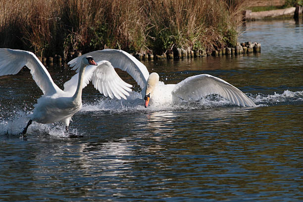 istock Flying attack by aggressive territorial mute swan 471712874