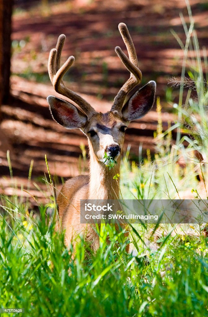 Beautiful Buck Mule Deer in the Pike National Forest Colorado Beautiful buck mule deer resting and eating on a beautiful Colorado summer day. Animal Stock Photo