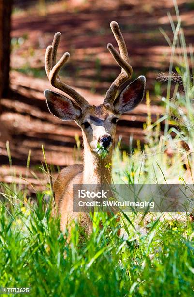Beautiful Buck Mule Deer In The Pike National Forest Colorado Stock Photo - Download Image Now
