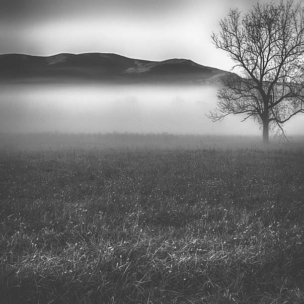 árbol solitario en la niebla - landscape landscaped tennessee mist fotografías e imágenes de stock