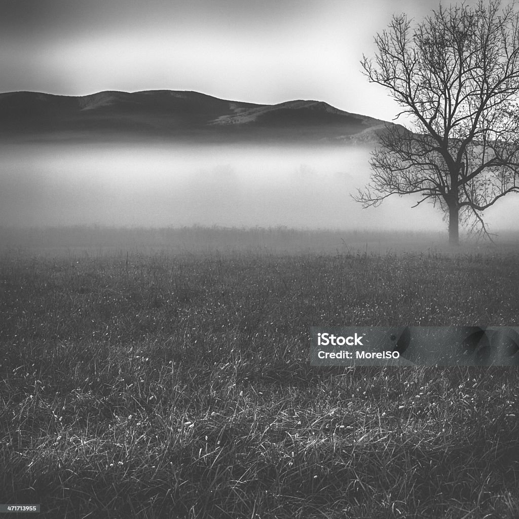 Solitary árvore no Nevoeiro - Royalty-free Depressão Americana Foto de stock