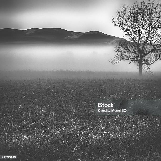 Solitary Árvore No Nevoeiro - Fotografias de stock e mais imagens de Depressão Americana - Depressão Americana, Agricultura, Ajardinado