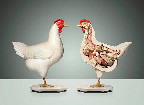 Photo of Chicken anatomical model