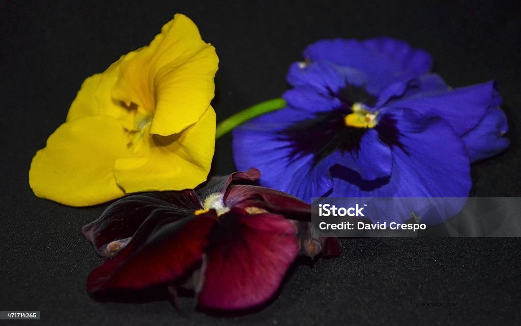 Amarelo, azul e vermelho Flores - Royalty-free Amarelo Foto de stock
