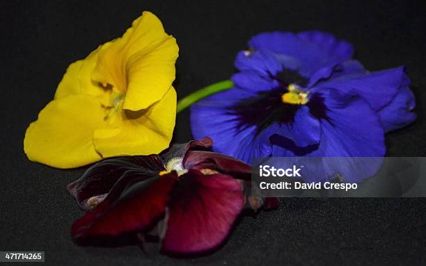 Amarelo Azul E Vermelho Flores - Fotografias de stock e mais imagens de Amarelo - Amarelo, Azul, Beleza natural