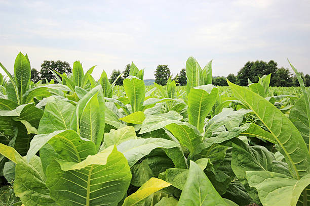 istock growing tobacco in Poland 471714441