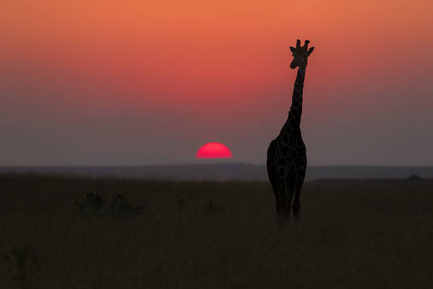 istock Giraffe in savannah at sunset 471714743