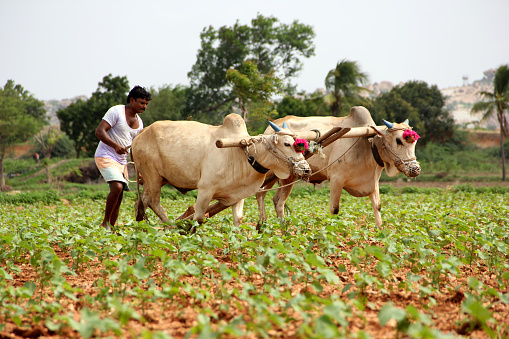 Indian Farmer Plowing