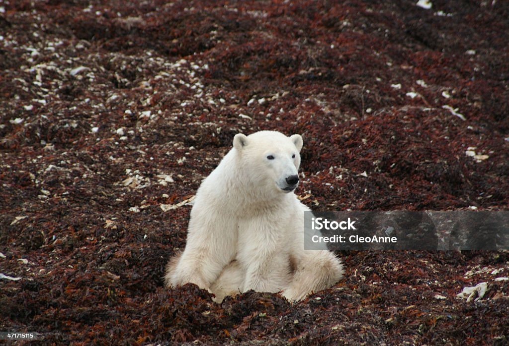 Ours polaire assis en Algue géante - Photo de Animaux à l'état sauvage libre de droits