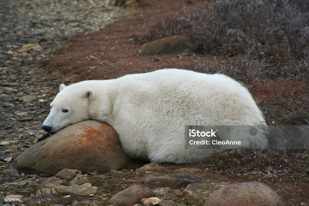 Ours polaire se reposer à la toundra - Photo de Animaux à l'état sauvage libre de droits