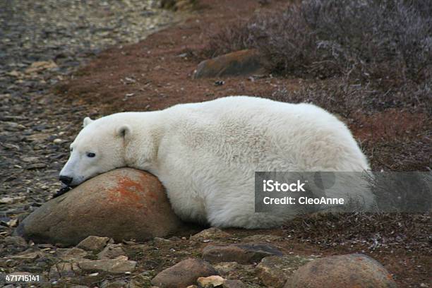 Niedźwiedź Polarny Odpoczywać Na Tundra - zdjęcia stockowe i więcej obrazów Bez ludzi - Bez ludzi, Dzikie zwierzęta, Fotografika