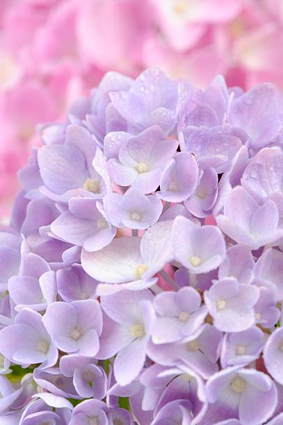 istock Beautiful Purple Hydrangea Flowers 471715283