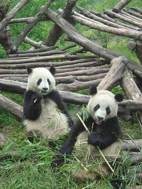 istock Pandas in Chengdu, China 471715567