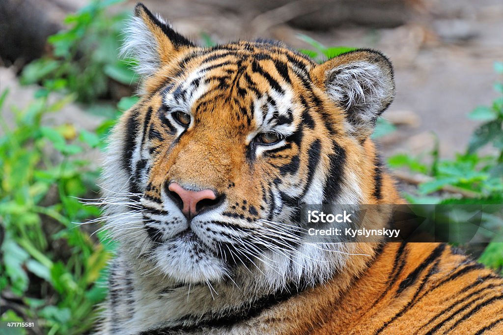 Sibirischer tiger - Lizenzfrei Baum Stock-Foto