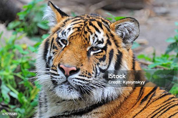 Foto de Tigredasibéria e mais fotos de stock de Animais caçando - Animais caçando, Animal, Animal selvagem