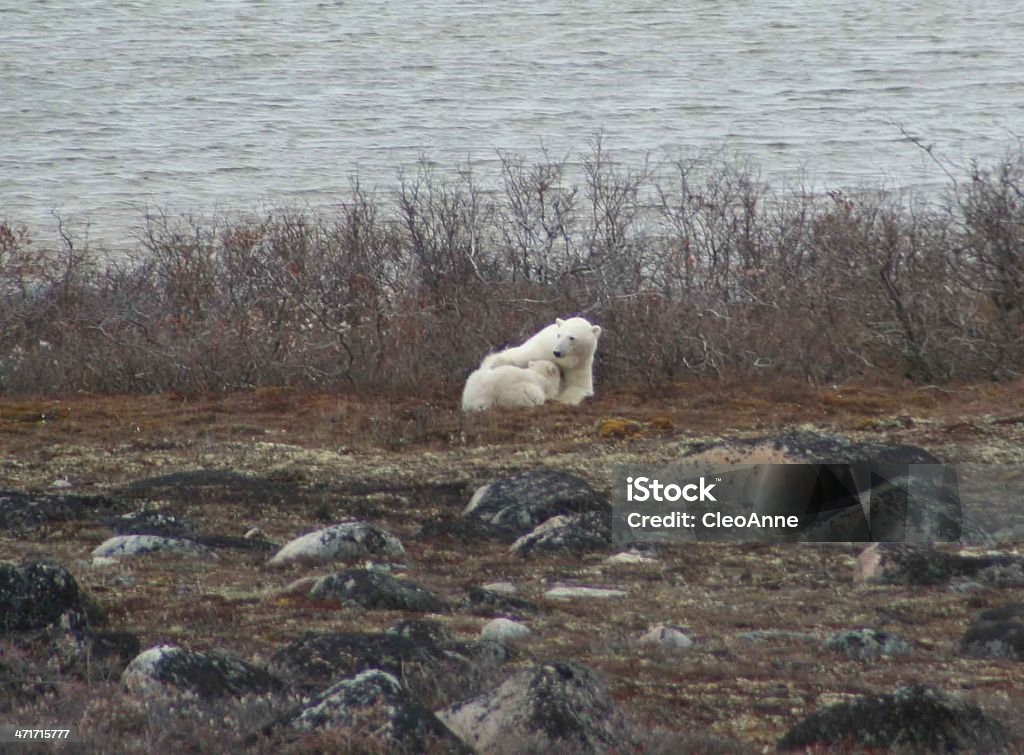 Füttern Polar Bear Cub - Lizenzfrei Eisbär Stock-Foto