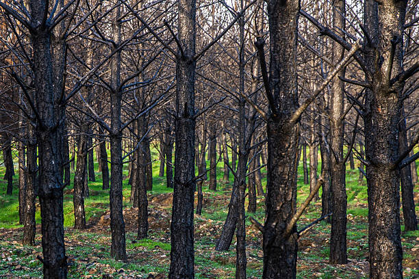 istock Pine forest fire - Pinar incendiado 471715945