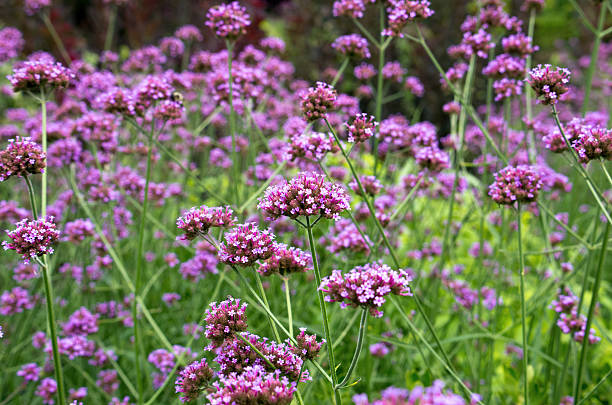 istock Field of purple 471716227