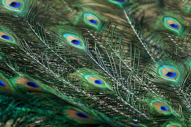istock Close up of Peacock feather 471716361