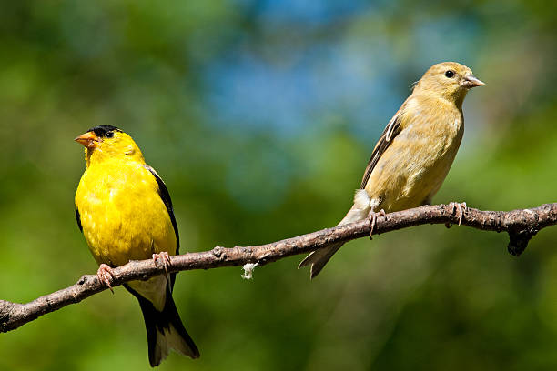 The American Goldfinch (Carduelis tristis) is the state bird of Washington, Iowa and New Jersey. It is a fairly common summer resident to the Pacific Northwest, migrating to the southern USA and Mexico in the winter. This goldfinch pair, perched on a branch, was photographed in Edgewood, Washington State, USA.