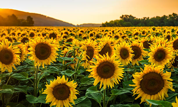 istock sunflower field at sunset 471716645