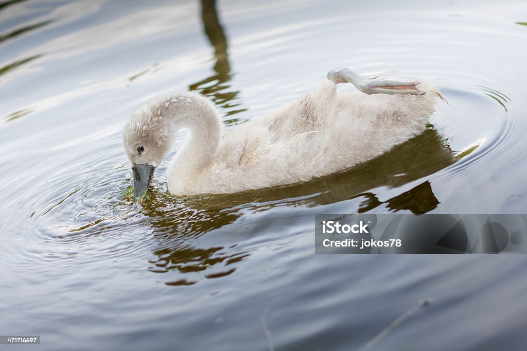 Маленький swan в заповедник очень Любопытный - Стоковые фото Ангел роялти-фри