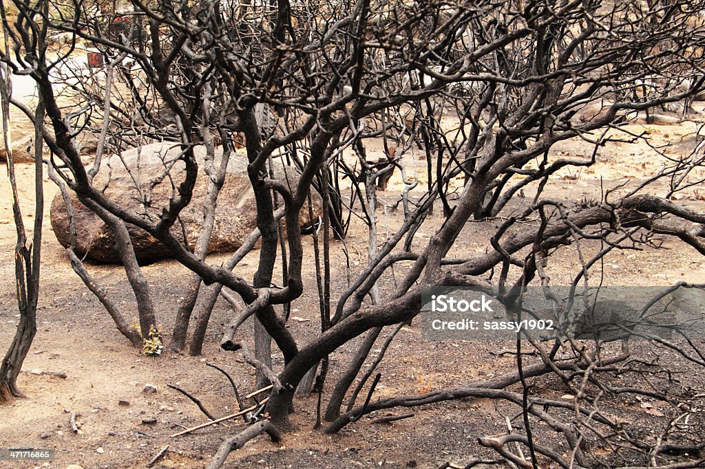 Árboles quemado incendios - Foto de stock de Accidentes y desastres libre de derechos