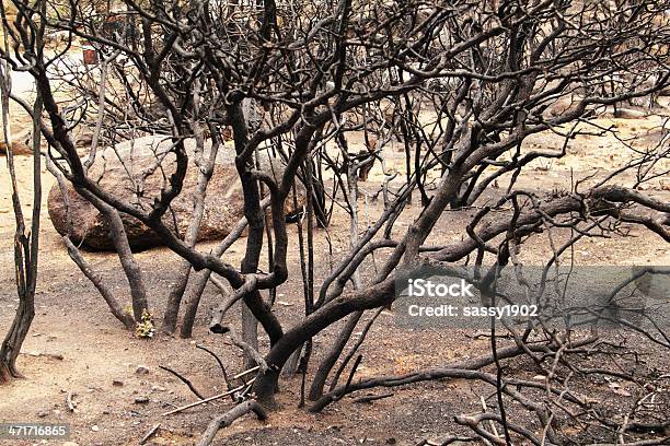 Árboles Quemado Incendios Foto de stock y más banco de imágenes de Accidentes y desastres - Accidentes y desastres, Aire libre, Aislado