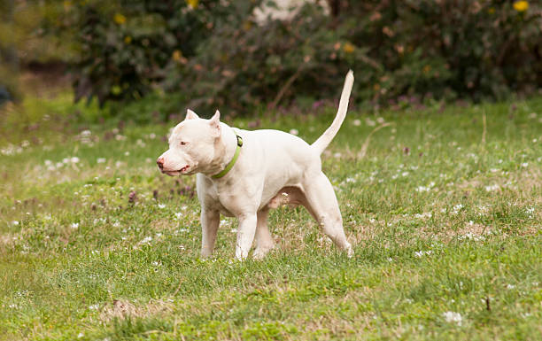 istock Argentinian Dog/Dogo Argentino 471716968