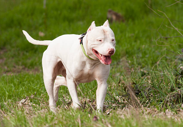 Argentinian Dog/Dogo Argentino Argentinian Dog/Dogo Argentino dogo argentino stock pictures, royalty-free photos & images