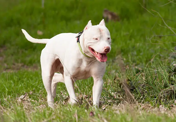 Photo of Argentinian Dog/Dogo Argentino