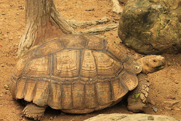 istock Portrait of a large tortoise 471717255