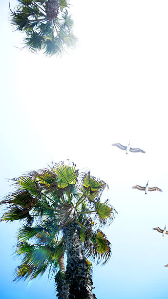 istock Dream-like Palm and Pelicans Flying 471717291