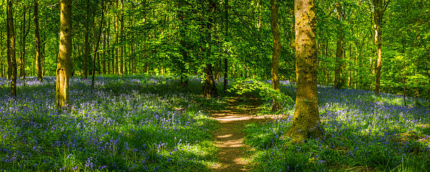 istock Tranquil earth trail through idyllic bluebell woods fairytale forest panorama 471717578