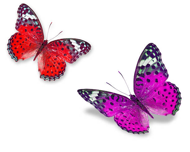 istock Colorful butterflies 471717673