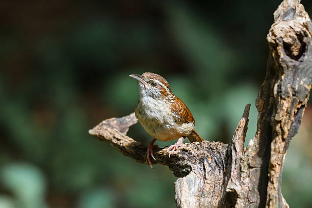Closeup of a Carolina Wren (Thryothorus ludovicianus) sitting on a dead log.  Nice dark green muted background.