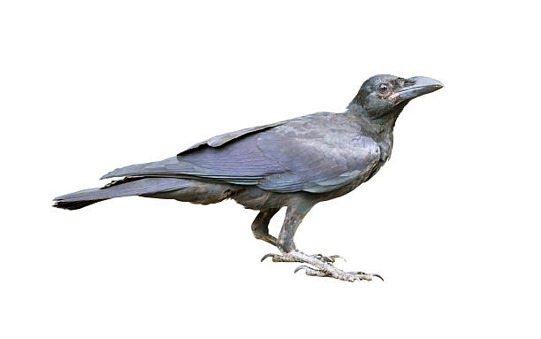 istock Young black crow on the ground. 471717911