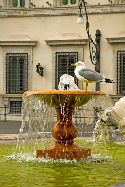 Photo of Seagull sitting on fountain in front of Palazzo Montecitorio