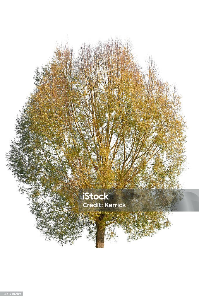 Baum im Herbst-isoliert auf weiss Willow - Lizenzfrei Ast - Pflanzenbestandteil Stock-Foto
