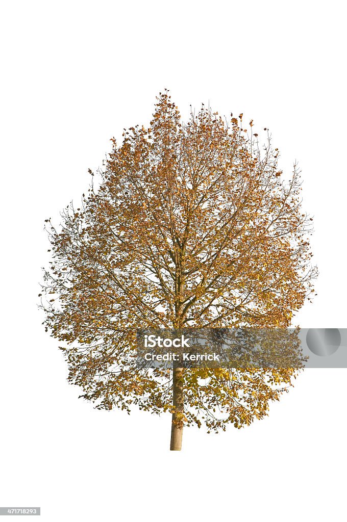 Baum im Herbst-isoliert auf weiss Basswood - Lizenzfrei Amerikanische Linde Stock-Foto