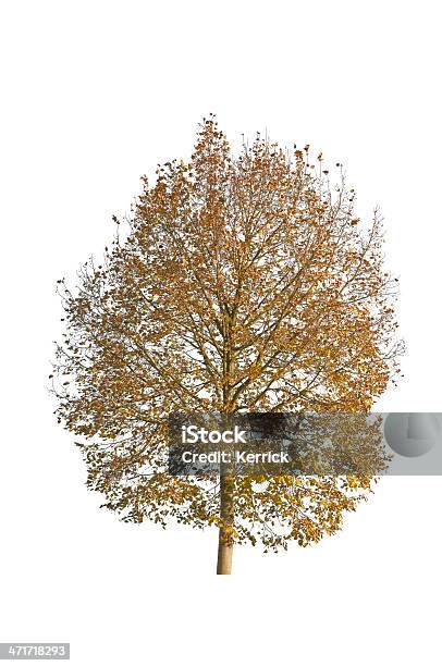 Baum Im Herbstisoliert Auf Weiss Basswood Stockfoto und mehr Bilder von Amerikanische Linde - Amerikanische Linde, Ast - Pflanzenbestandteil, Baum