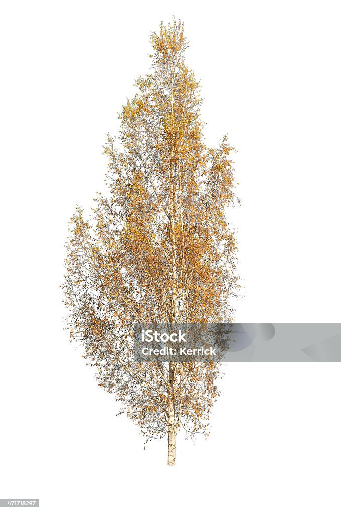 Baum im Herbst-isoliert auf weißen Birch - Lizenzfrei Birke Stock-Foto