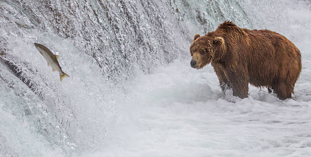 Brown Bear Looking At Salmon Jumping up the Falls A Brown bear fishing at the Brooks Falls at Katmai National Park, Alaska brown bear catching salmon stock pictures, royalty-free photos & images