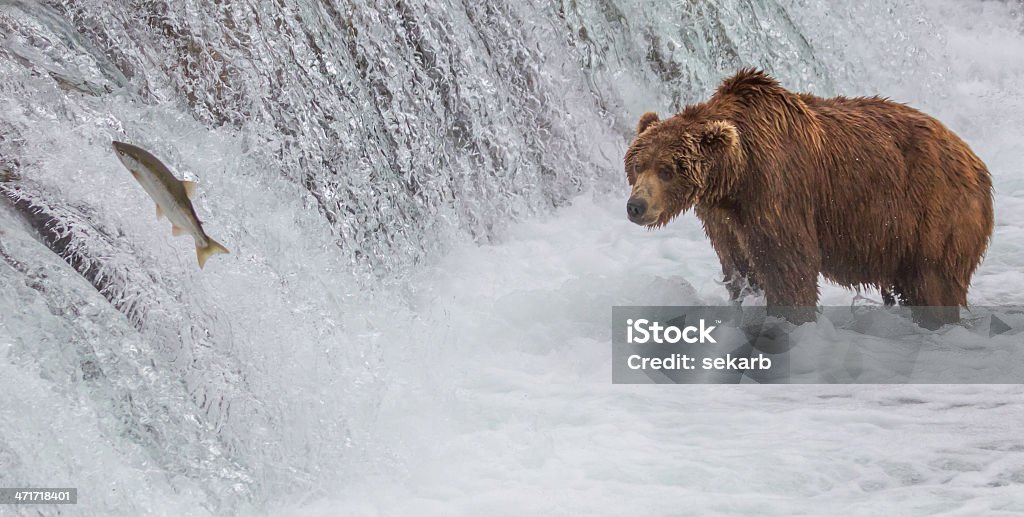 Urso pardo olhando para saltar a de Salmão - Royalty-free Salmão - Animal Foto de stock