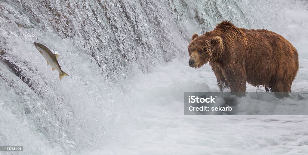 Бурый медведь, глядя на Лосось Прыжки на водопад - Стоковые фото Лосось - животное роялти-фри