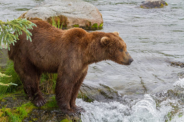 Brown Bear Standing By Brooks River A Brown Bear in Katmai National Park in Alaska standing by Brooks falls awaiting the arrival of Salmon katmai peninsula stock pictures, royalty-free photos & images